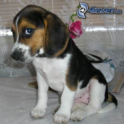 [obrazky.4ever.sk] fenka, steniatko 4609777.jpg