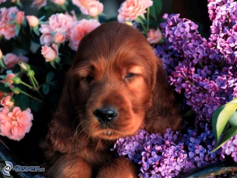 [obrazky.4ever.sk] anglicky kokespaniel 5000308.jpg