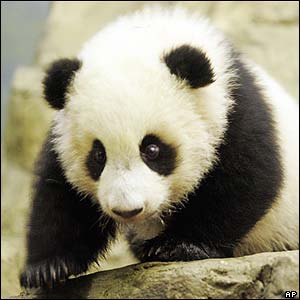 pandicka