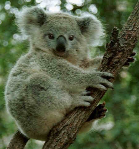 koala