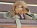 [obrazky.4ever.sk] kokrspaniel, zyvanie, unava 7170597.jpg